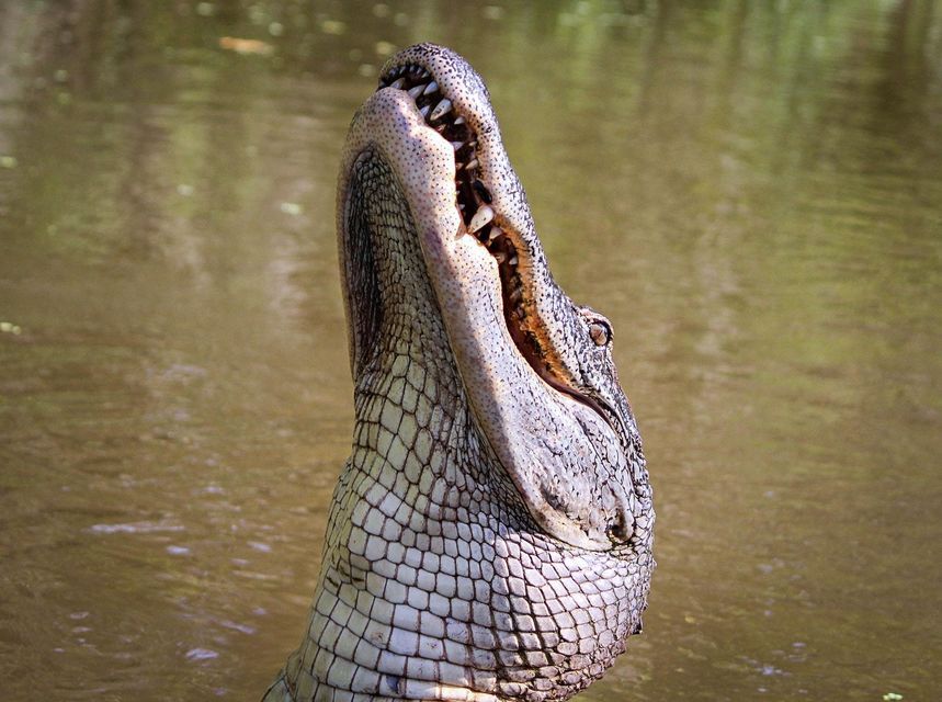 Litchfield Park Tour & Jumping Crocodile Cruise from Darwin