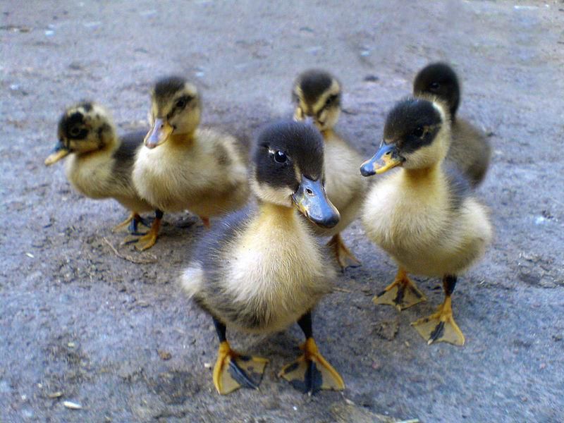 Ducks