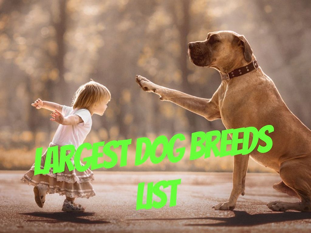 The 10 Biggest Dog Breeds In The World