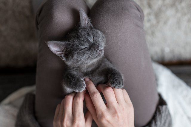 What Does It Mean When a Cat Sits on You?