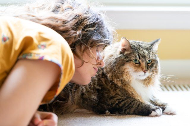Can Cats Sense Our Emotions?