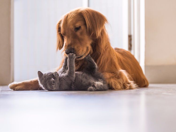 Can Dogs Be Allergic to Cats?