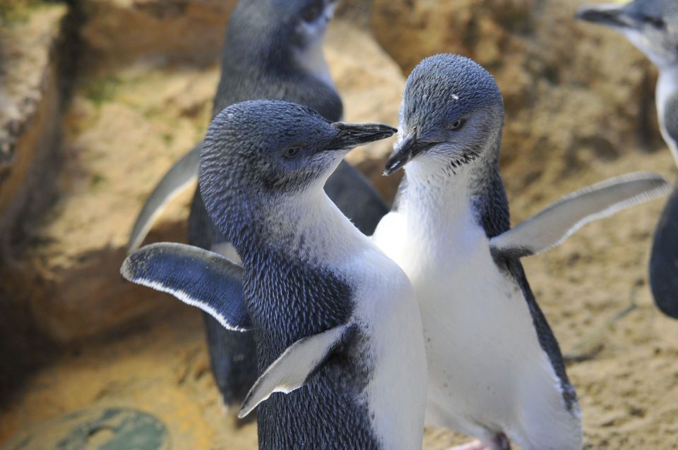 Penguin Island Ferry And Discovery Centre Tickets