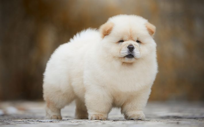 Chow Chow Dog Breed Facts & Information