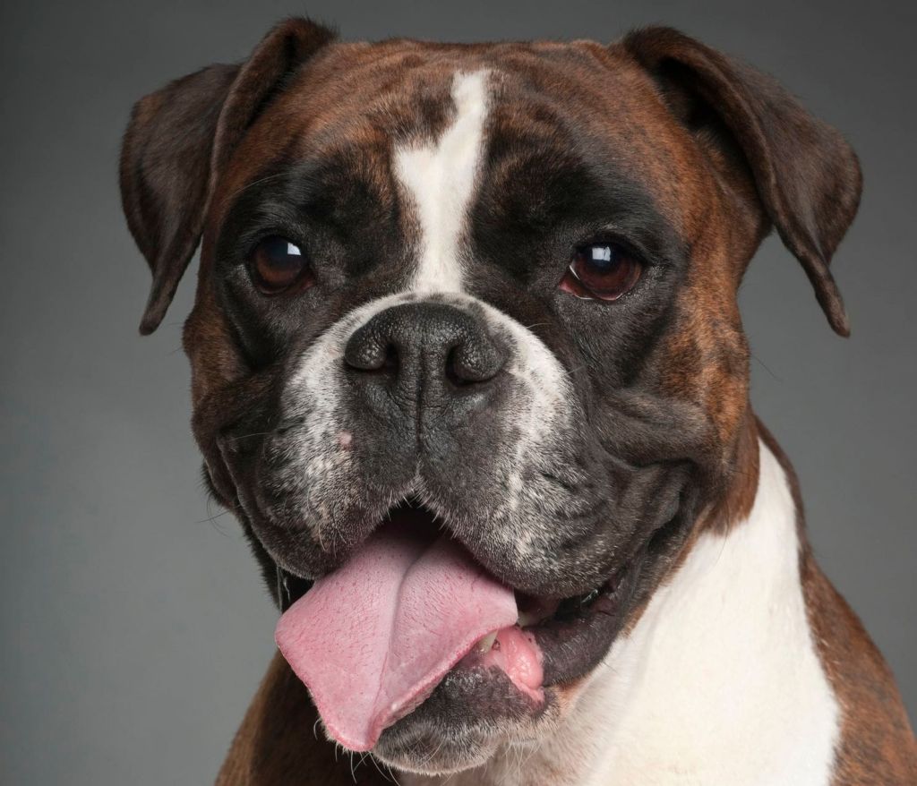 Why Do Dogs Chew Their Feet?