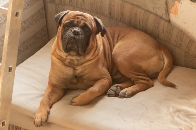 The 10 Biggest Dog Breeds In The World