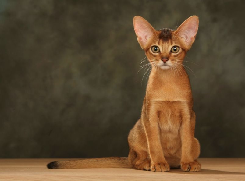 Top 5 Cute Cat Breeds For Families