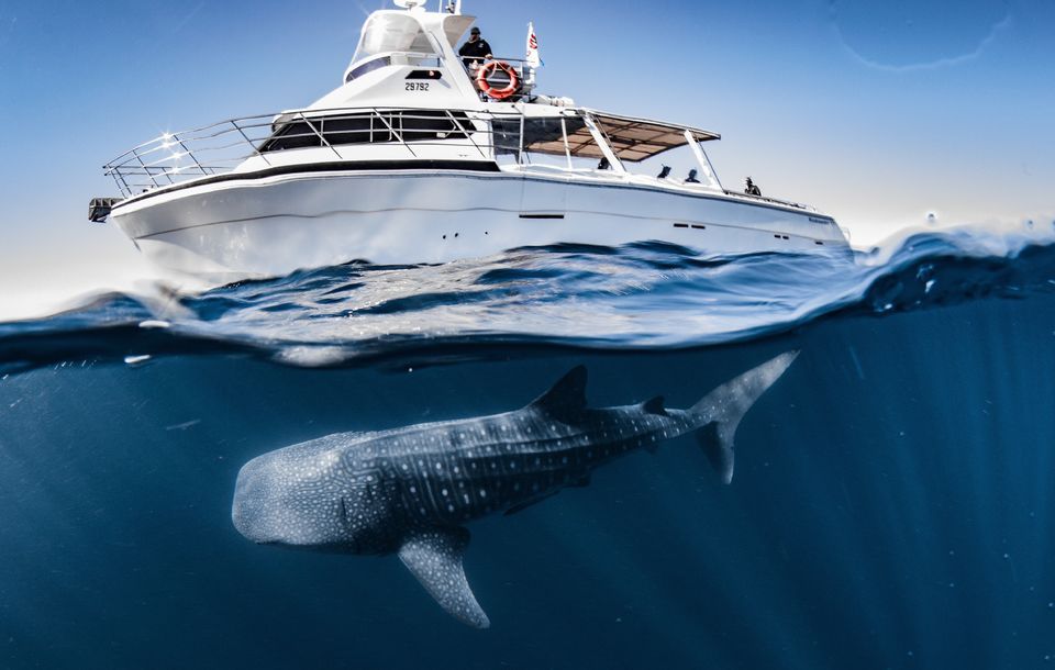 From Exmouth: Whale Shark Swim Full-Day Tour