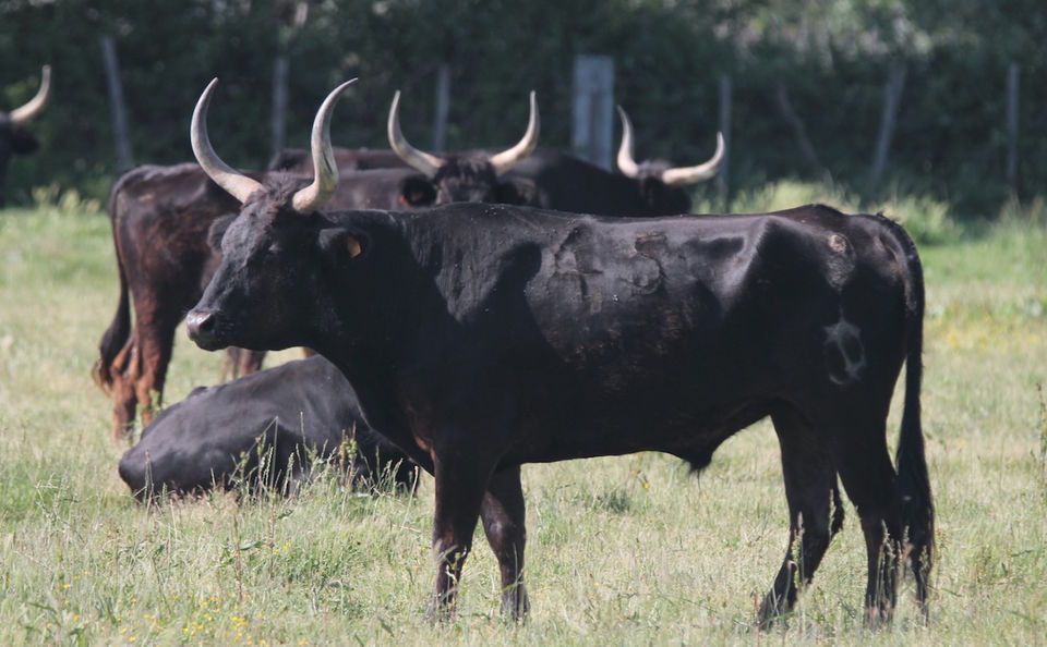 From Arles: Half-Day 4x4 Camargue Safari