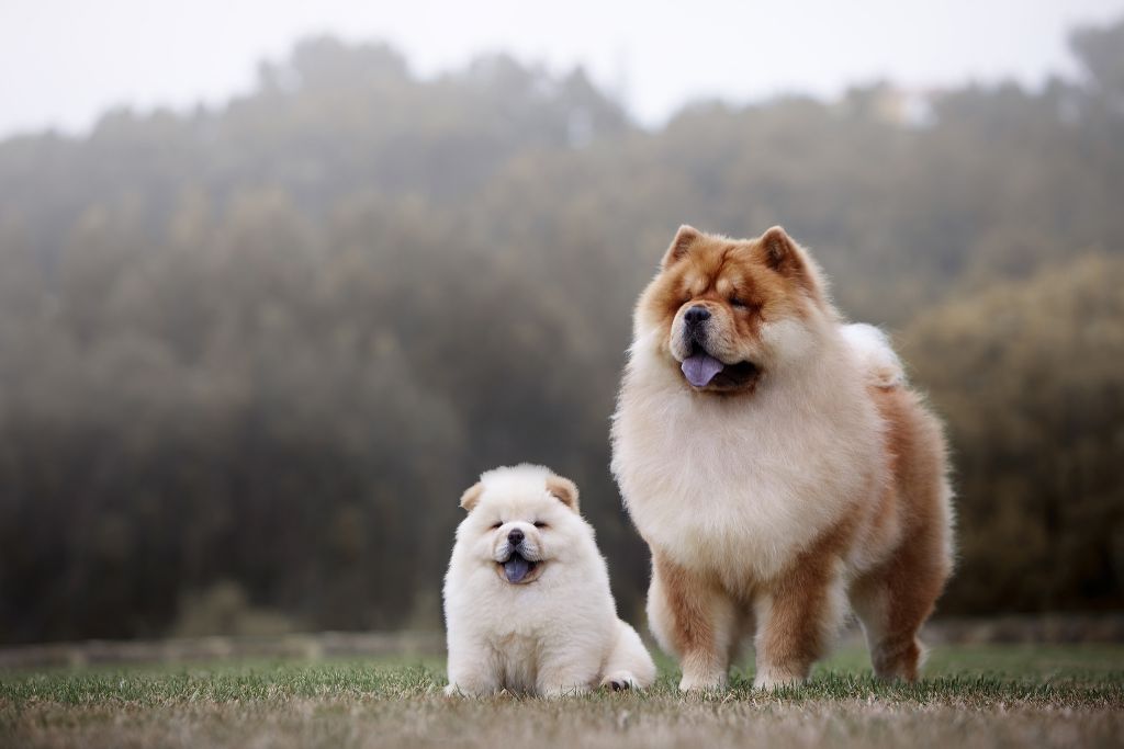 chow chow aggressive breed