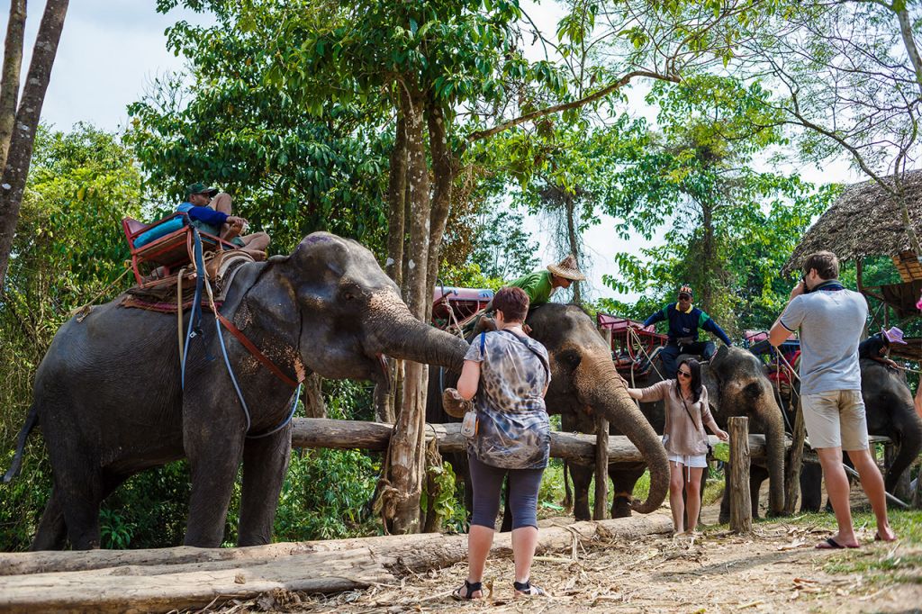 Khao Sok: Full-Day Bamboo Rafting and Elephant Bathing