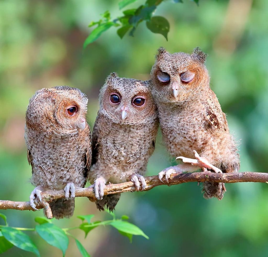 13 Fun Facts About Owls