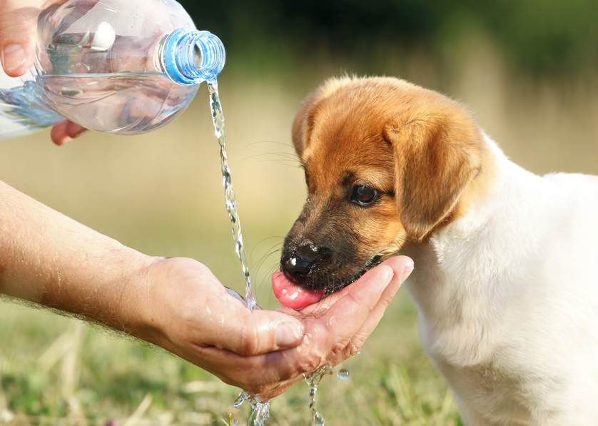 Why Does My Dog Cough After Drinking Water?