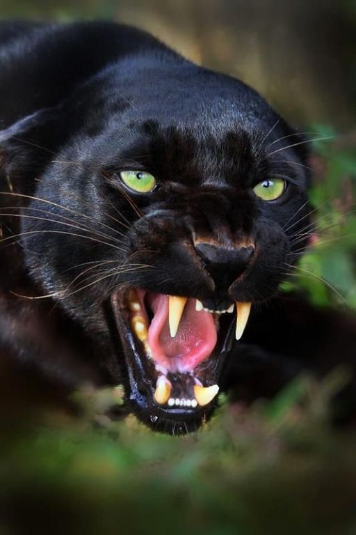 Gorgeous Black Panther