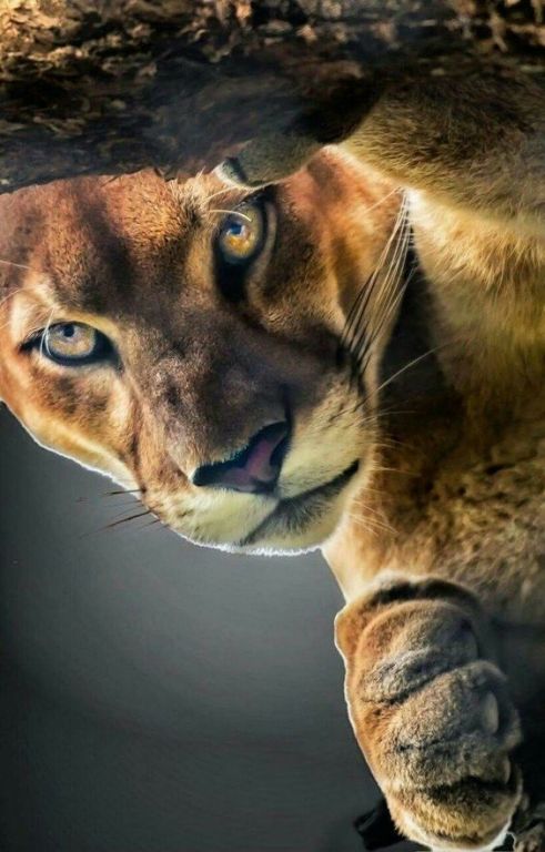 Interesting Facts About Pumas
