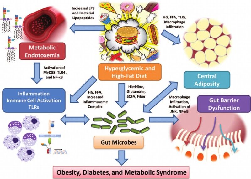 Gut Microbiota Products Can Favor Diabetes