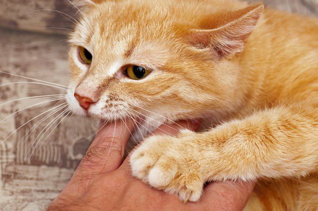 Why Does My Cat Chew on My Hand?