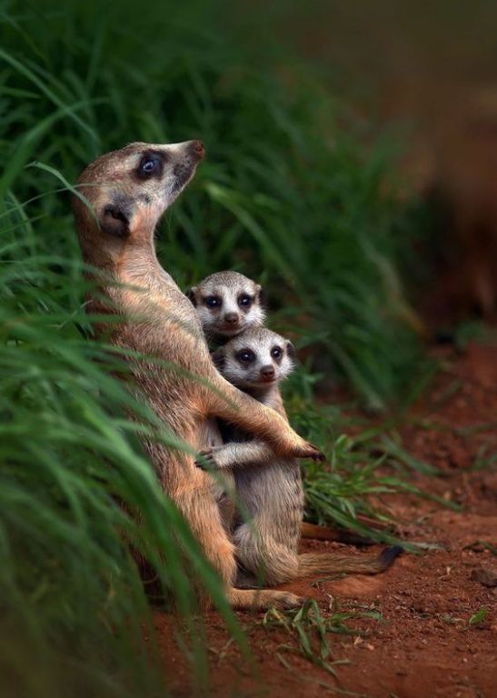 Cute Meerkat Family