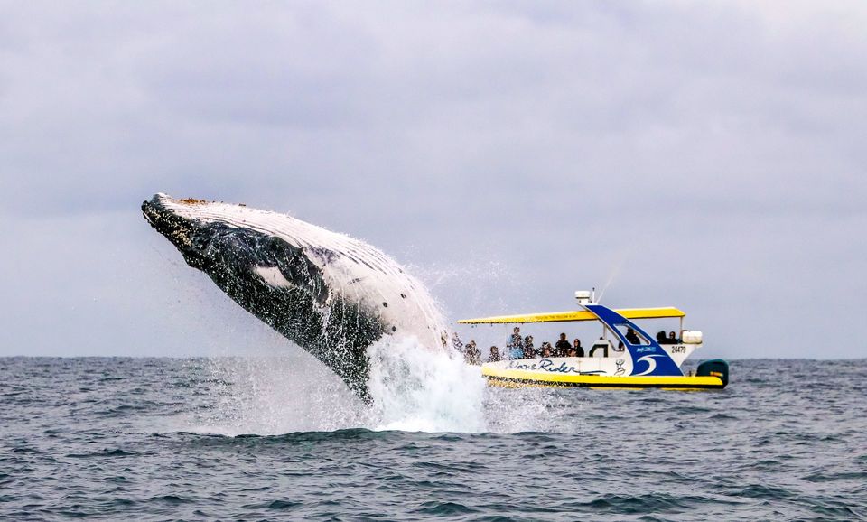 Port Macquarie: Speedboat Ocean Cruise