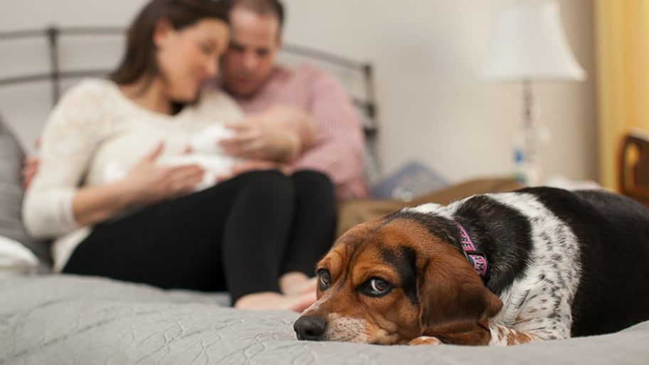 How To Introduce a Baby To a Dog