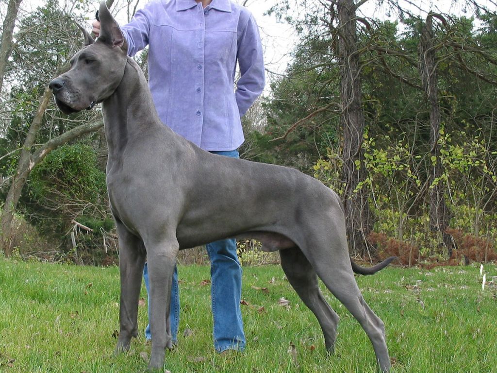 The 10 Biggest Dog Breeds In The World