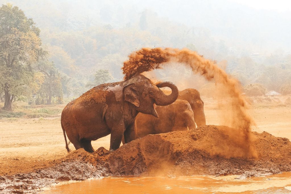 Chiang Mai Elephant Sanctuary Small Group Ethical Tour