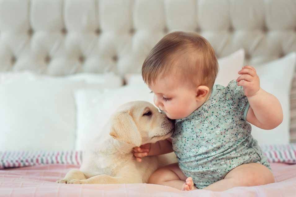 How To Introduce a Baby To a Dog