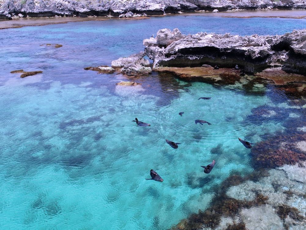 Rottnest Island Same-Day Round-Trip Ferry Transfers