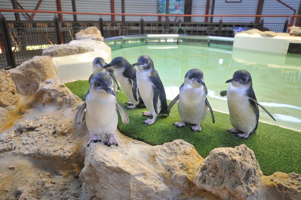 Shoalwater Islands Marine Park: Penguin and Sea Lion Cruise