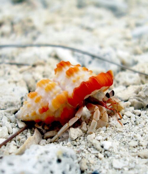 Hermit Crabs