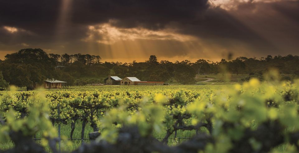 Adelaide: Barossa Valley Tour With Platter-Style Lunch