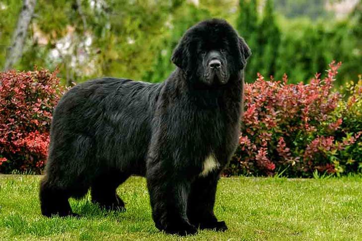 The 10 Biggest Dog Breeds In The World