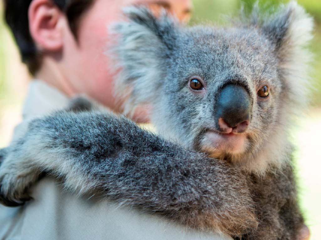 Healesville Sanctuary: General Admission Ticket