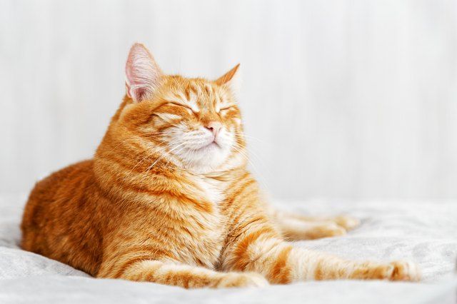 Why Is My Cat Blinking Slowly?