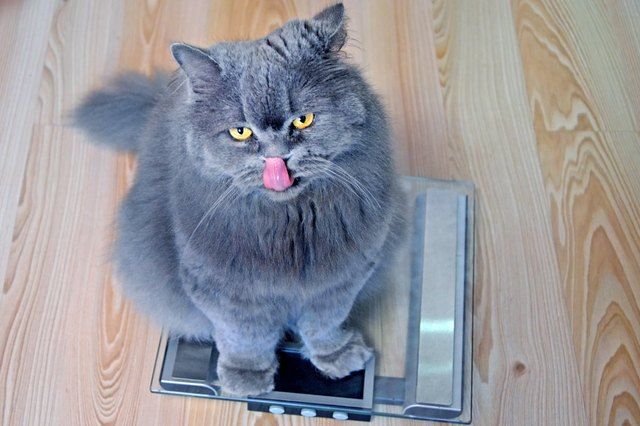 Symptoms and Treatment of Diabetes in Cats