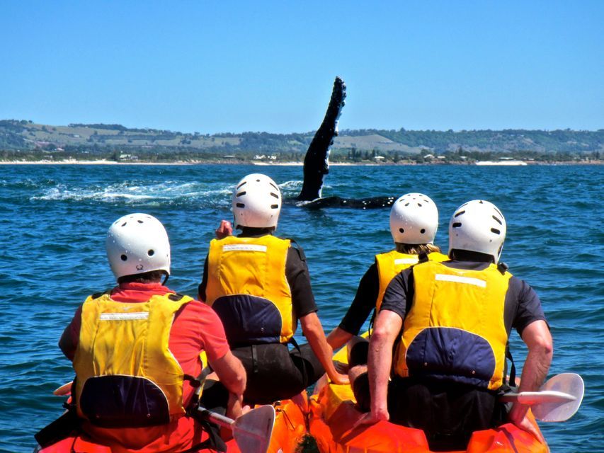 Byron Bay: Sea Kayak Tour with Dolphins & Turtles