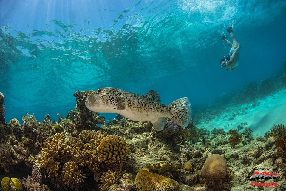 From Cairns: Premium Great Barrier Reef Catamaran Cruise