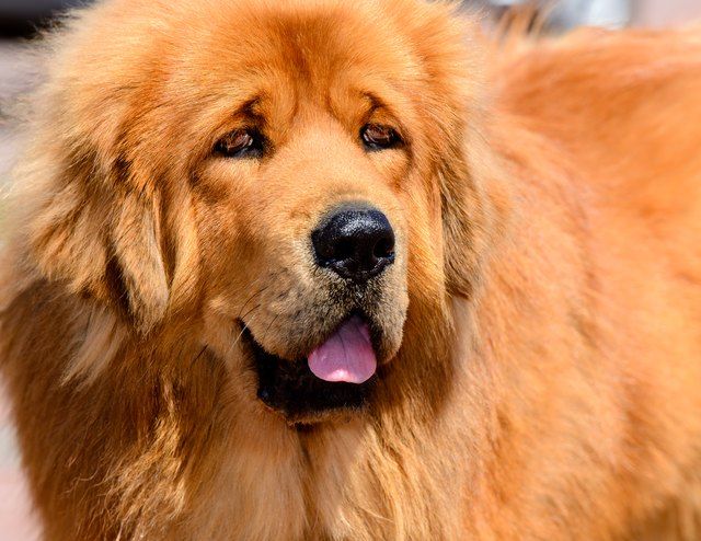 The 10 Biggest Dog Breeds In The World