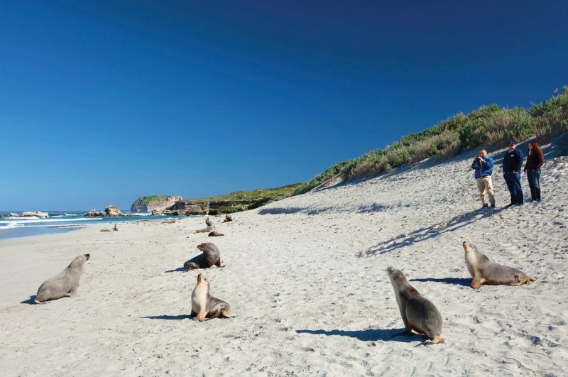 Seal Island Cruise from Victor Harbor