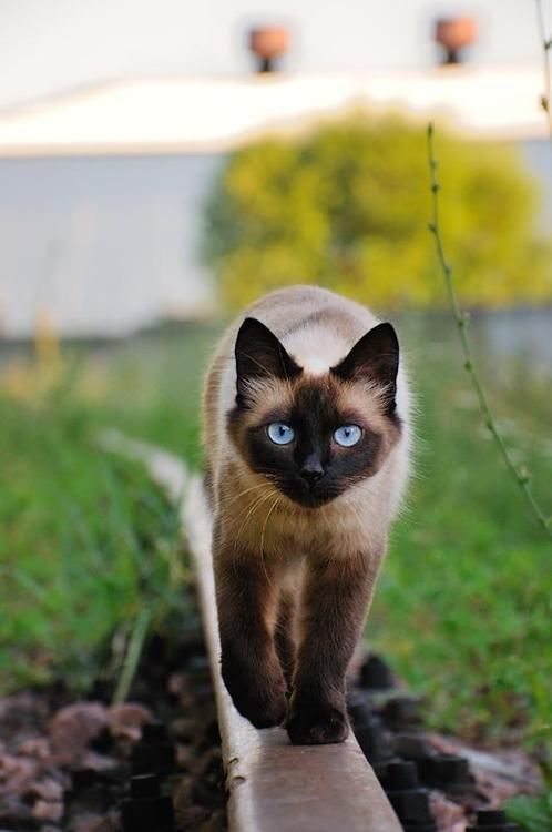 Siamese Cat Breed Information