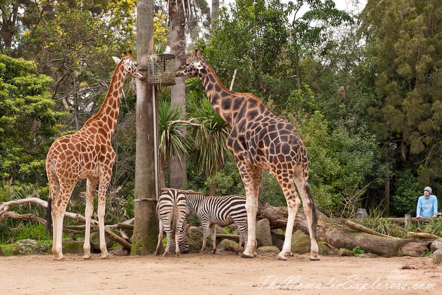 Melbourne: Werribee Open Range Zoo Admission Ticket