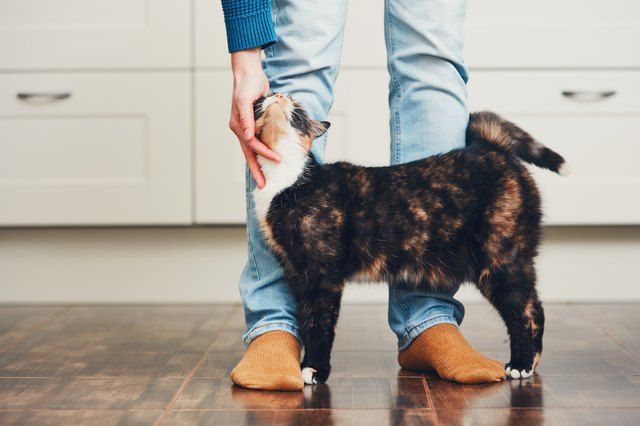 Do Cats Only Love Us Because We Feed Them?