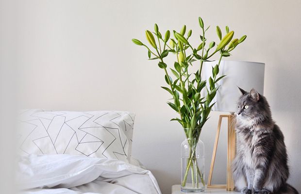 12 Feng Shui Tips to Create the Bedroom of Your Dreams