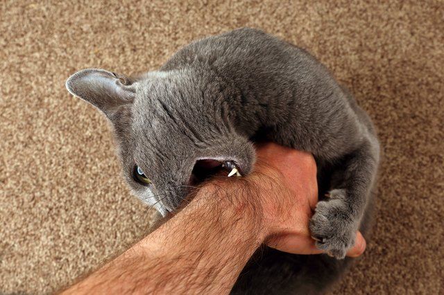 Why Does My Cat Chew on My Hand?