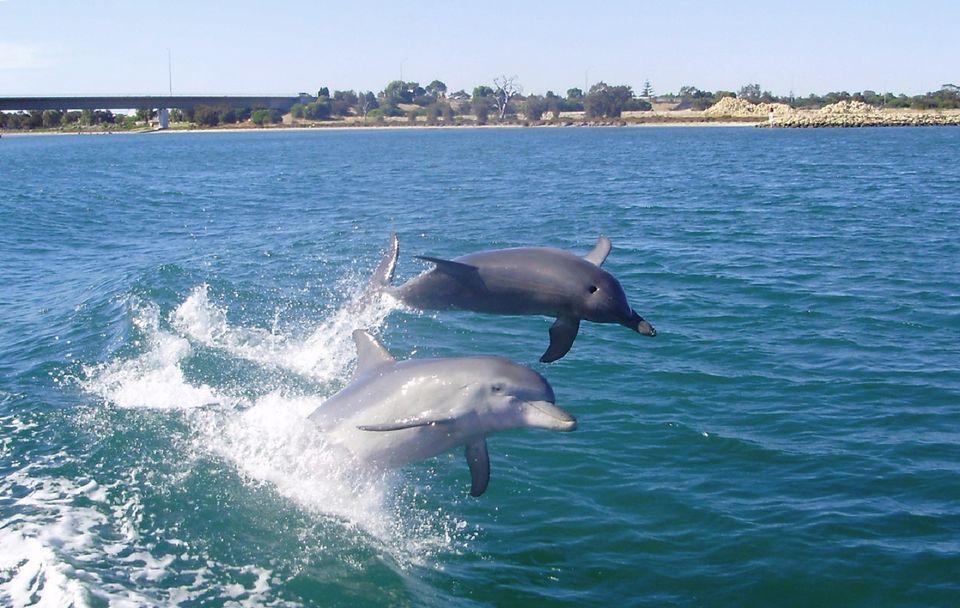 Mandurah 1-Hour Dolphin and Scenic Canal Cruise