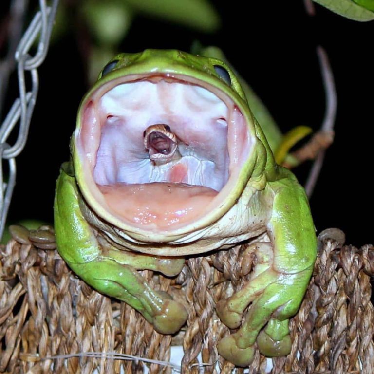 The Frog That Swallowed A Snake!