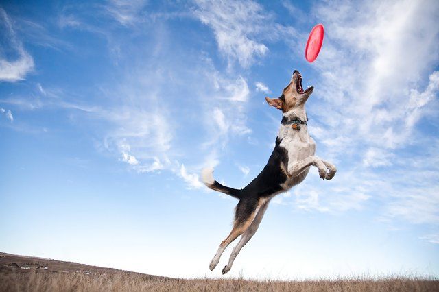 7 Mistakes That Make Your Dog Depressed
