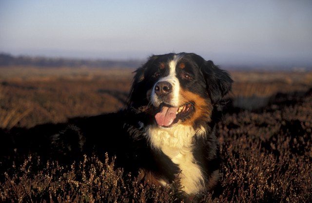 The 10 Biggest Dog Breeds In The World